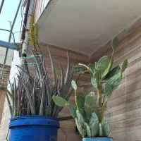 الوورا و کاکتوس اپونتیاو نهال توت