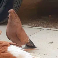 فروش تاپ پرتقالی یتیکه|پرنده|کارون, |دیوار