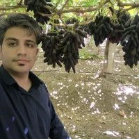 نهال انگور رو از منه تولید کننده بخر.. نه دلال..|خدمات باغبانی و درختکاری|تهران, آرژانتین|دیوار