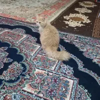 گربه پرشین|گربه|تربت جام, کلالی|دیوار