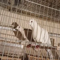 کبوتر خانگی|پرنده|همدان, |دیوار