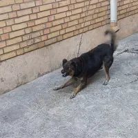 واگذارسگ نگهبان