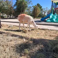 گوسفند|حیوانات مزرعه|بیرجند, |دیوار