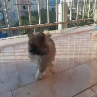 سگ پامرانین|سگ|سیرجان, |دیوار