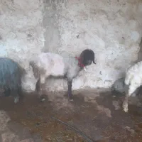 دوتا میش  پاک زات دار