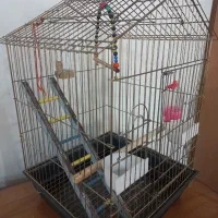 قفس، طوطی کوتوله