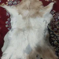 پوست بز  کاملا سالم و بدون پارگی