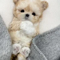 پودل کراس عروسکی|سگ|تهران, جنت‌آباد مرکزی|دیوار