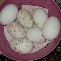 قوغاز چینی گردن ماری (تخم موجود هست)|حیوانات مزرعه|زابل, |دیوار