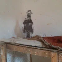 کفتر. کبوتر نر گرفتنی قلمکار