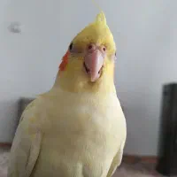 عروس هلندی گم شده