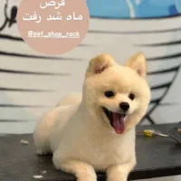 کوتاهی و شستشو انواع حیوانات خانگی|خدمات آرایشگری و زیبایی|فردیس, نسترن شرقی|دیوار