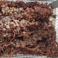 کشمش اشغاری|خوردنی و آشامیدنی|شیروان (خراسان), |دیوار