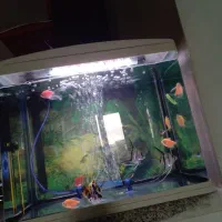 اکواریوم زیبا به همراه ماهی ها شیشه خم