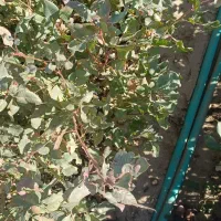 نهال پسته گلدانی|خدمات باغبانی و درختکاری|قم, زنبیل آباد|دیوار