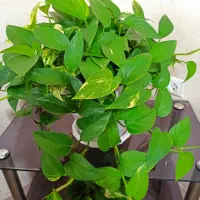 فروش گیاه پتوس
