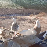 طوقی هفت رنگ کرمانشاهی