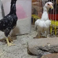 کوشامو مینیاتوری