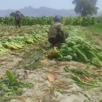 تنبک جاسکی|سازهای سنتی|میناب, |دیوار