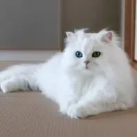 گربه
