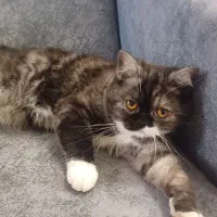 گربه ماده پرشین چینچیلا