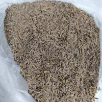 زیره سیاه کوهی اصل کرمان