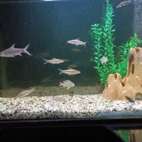 ردلاین سیلور شارک