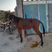 یک راس قاطر ماچه سواری وباری سرحال|حیوانات مزرعه|شیراز, کوشک بیدک|دیوار