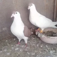 ساده افغانی