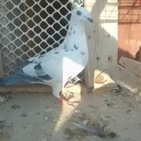 ساعت ک ف ت ر آ ل ما نی نر بشرط