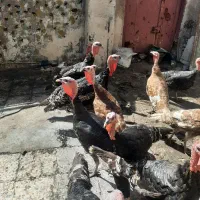 چهارعددبوقلمون وسه عددمرغ تخم گذارنژادخوب|حیوانات مزرعه|اهواز, کوی رمضان|دیوار