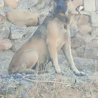 سگ ماده گله ای