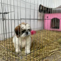 شیتزو ۸۰روزه نر