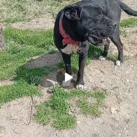 کین کورسو کنکورسو