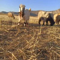 بز و بز غاله|حیوانات مزرعه|گوآور, |دیوار