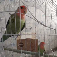 طوطی برزیلی سبز رنگ جفت،تخم گذار