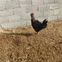 بوقلمون طبیعی وخروس طبیعی|حیوانات مزرعه|پارس‌آباد, |دیوار