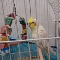 عروس هلندی نر سخنگو