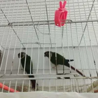 جفت گرینچیک مولد|پرنده|گلبهار, شهر جدید گلبهار|دیوار