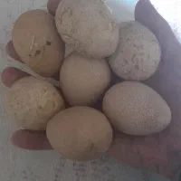 تخم نطفه دار مرغ شاخدار