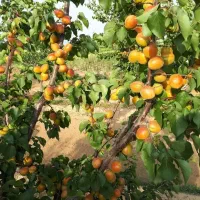 نهالفروشی نوین نهال ارسال تمام شهرها|خدمات باغبانی و درختکاری|تهران, حر|دیوار