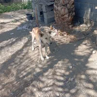 سگ ژرمن|سگ|رودان, |دیوار