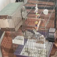 پرنده