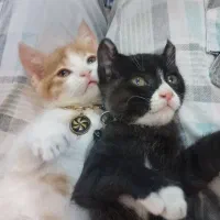 بچه گربه ۲ ماهه|گربه|کرمان, |دیوار