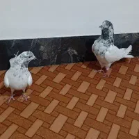 کبوتر کله سبز