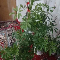 گل خیلی زیبا|گل و گیاه طبیعی|بجنورد, |دیوار