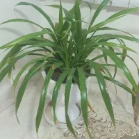 گل پاندانوس