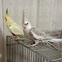 عروس هلندی جفت مولد