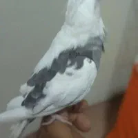 فروش یا معاوضه عروس هلندی