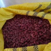 لوبیا قرمز